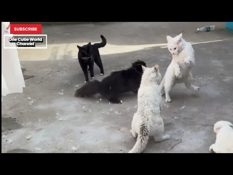 Warning ⚠️When see Cat Fight, Please Stop Immediately 😭