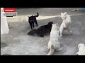Warning ️When See Cat Fight Please Stop Immediately