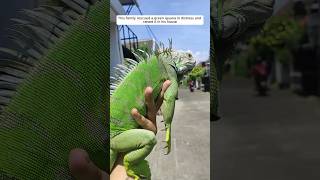 Download lagu This family rescued a green iguana in distress and raised it in his house #animalshorts mp3