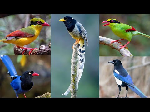 Những Loài chim họ Quạ đang sinh sống và ấn tượng tại Việt Nam || Đạt Bird TV