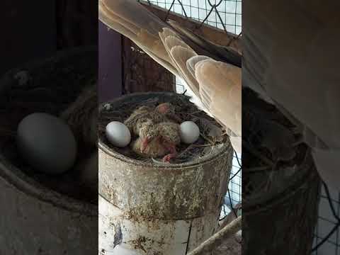 , title : 'DOVE Babies and Eggs | Bayi Burung Merpati dan Telurnya'