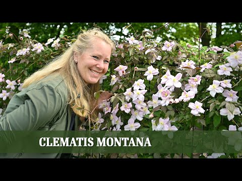 , title : 'CLEMATIS MONTANA - Alles über Sorten, Pflanzung und Rückschnitt'