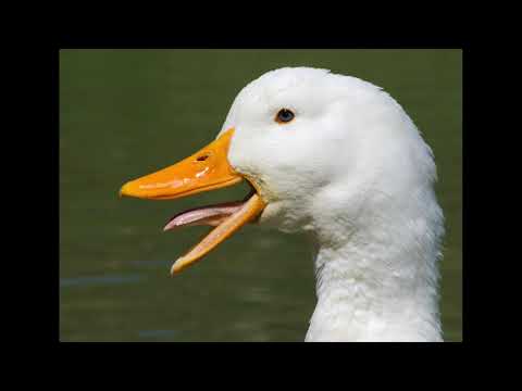 Maciej Sens - Polacy NIE gęsi