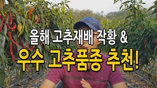 고추재배 작황 및 고추품종 추천 2025년 품종별 수확량 조생종 칼탄킹 더기반