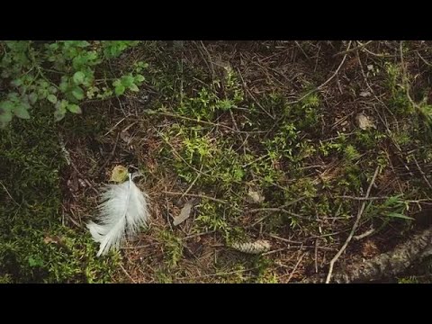 White Feather Falls Stock Video