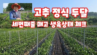 고추 정식 두달 괴산청결고추 세번째 줄매기 풀뿌리농장 [고추재배방법]