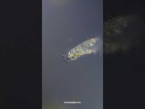 Ciliado Stylonychia lago de las canteras del Parque Rodó Montevideo Uruguay