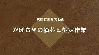 ［家庭菜園］22/05/21　 かぼちゃの摘芯と剪定作業［家庭菜園参考動画］