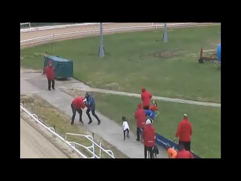 Greyhound Trainer Attacked Before Race!