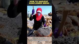 How To Harvest Sunflower Seeds