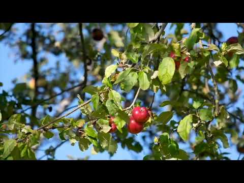 Apple Picking Season
