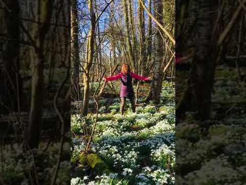 Holden Qigong Five Elements Flow