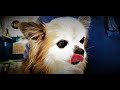CHIHUAHUA QUI ABOIE
