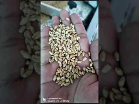 Gravity Separator