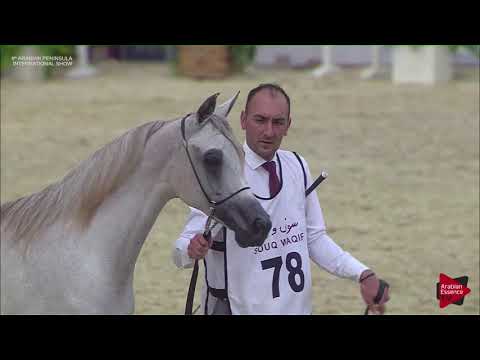 N.78 SHAMAN AL NASSER - 2019 Qatar Int. Peninsula show - Yearling Colts (Class 4)