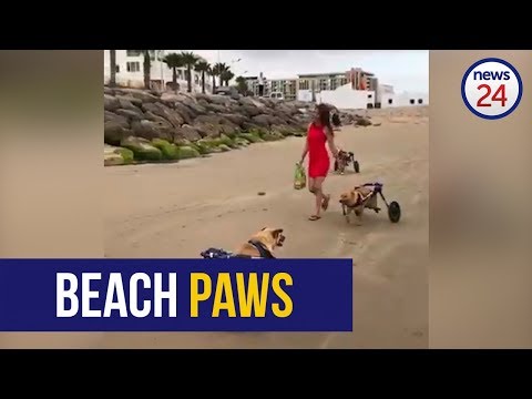 WATCH: Disabled shelter dogs exercising on the beach in wheelchairs will melt your heart