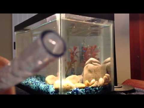 Betta fish tank: partial water change