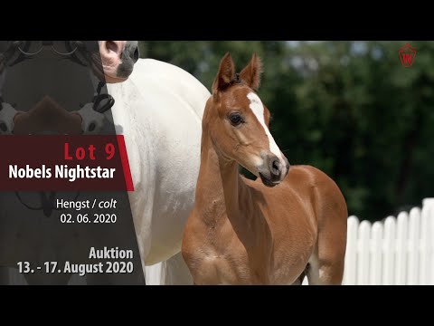 Online Fohlen-Auktion v. 13.-17.8.20: Lot 9 Nobels Nightstar HF v. Nobel Nagano NRW - Night Star III