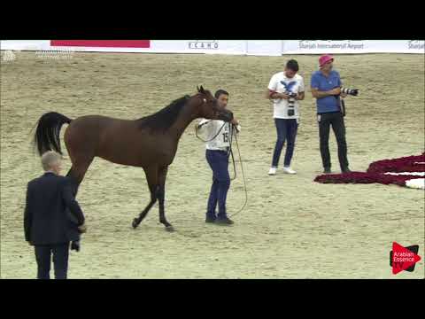 151 D IBN RASHEEM Sharjah International 2018