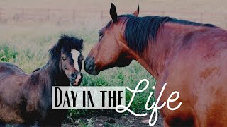 Day in the Life of a Vegetarian Homesteader