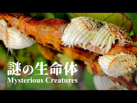 イセリヤ・セイチェラルムについて詳しく解説