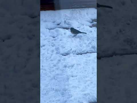 Slow Motion Bird Takeoff | So Tiny, Yet So Majestic