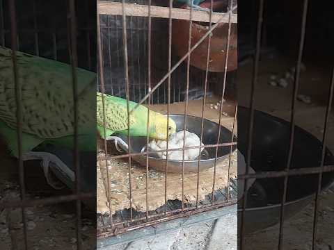 Birds eating bread 🍞