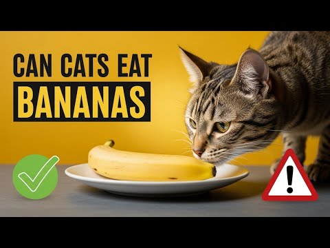 Can Cats Eat Bananas? Are Bananas Safe for Cats?