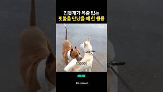 진돗개가 목줄 없는 핏불을 만났을때 한 행동!