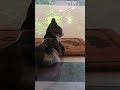 Timing Shorts Youtubevideo Whatsappstatus Petlovers Cat Dog Cutevideos Funny Dialogue
