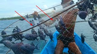Download lagu Traditional way to catch thousands of Pogot fish using this trap 😱 mp3 Download lagu Traditional way to catch thousands of Pogot fish using this trap 😱 mp3