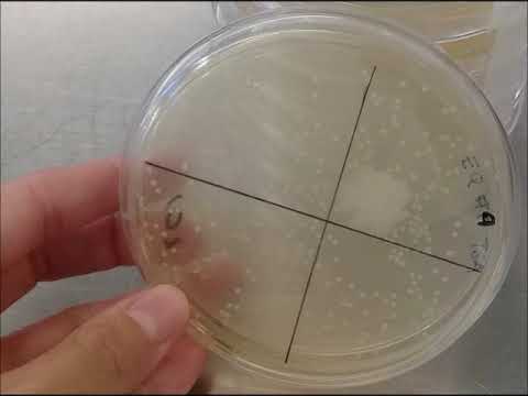 Rodrigo Alcaraz   Por quien me dejs