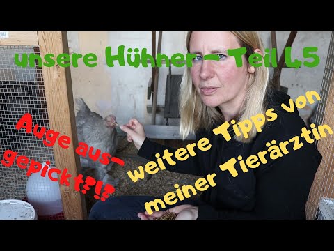 unsere Hühner Teil 45: Lyanna Auge ausgepickt?! Dies, und weitere Tipps meiner Tierärztin...