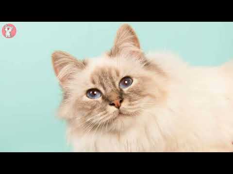 Ragamuffin Cats 101 : Fun Facts & Myths