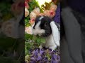 #animals #bunny #rabbit #царскийкролик #кролик #миллионы #cat #шерсть