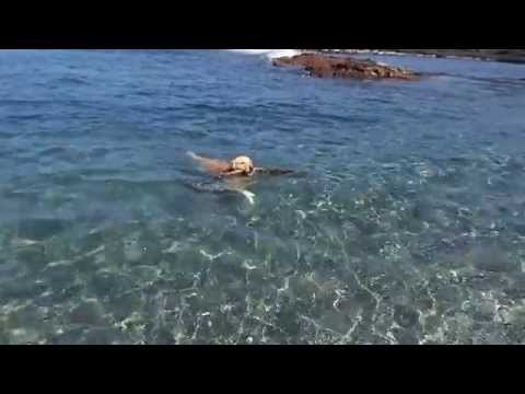 Dog Retrieving Stick - Swimming In Ocean @ Kailua-Kona Dog Beach, Big Island, Hawaii
