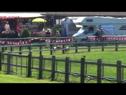 SM Lotzwil 2018 Whippet Rüden Nat 1  Vorlauf, Nr  9