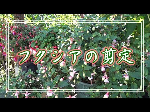 美しいフクシアを手に入れるにはどうすればよいですか？ 4つの秘密が明らかに  庭園