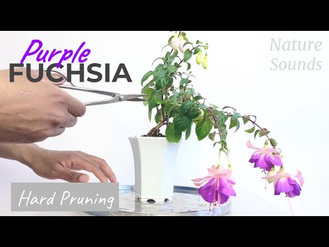 Purple Fuchsia Flowering Bonsai Pruning and First Styling, May2022