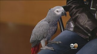 Country Singer, Bird Lover Laura Bryna Says Parrot Sanctuary Is Helping Heal Veterans