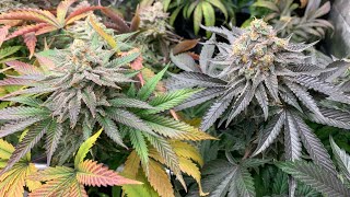 Best Strain I Ever Grew – Strain Hunt 2022 – 7 Weed Strains Seed to Harvest
