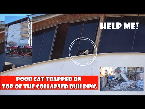 Trapped in the building damaged by the earthquake, the cat has been crying for help for 7 days.