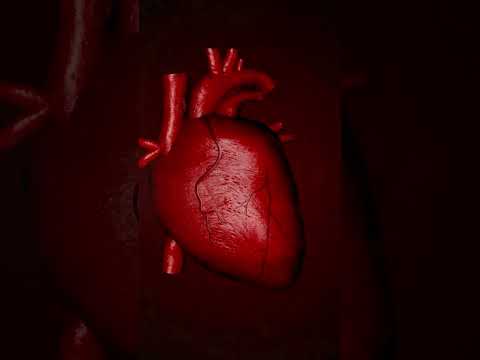 'A Blue Whale's Heart Is So Massive Humans Can Swim Through Its Arteries #shorts#youtubeshorts