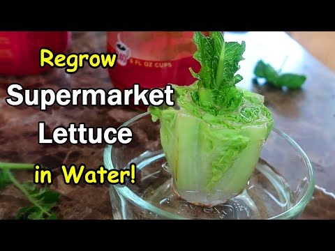 download lagu mp3 mp4 Lettuce Water Requirements, download lagu Lettuce Water Requirements gratis, unduh video klip Lettuce Water Requirements