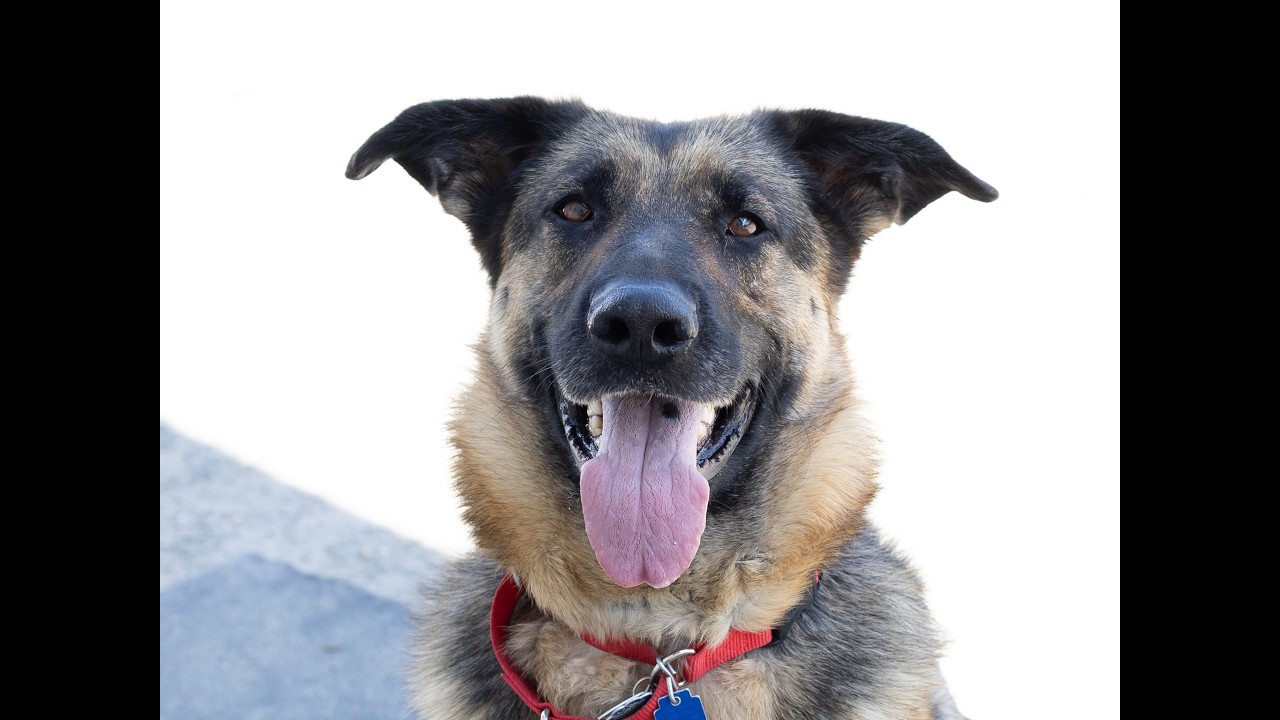 Jackie, a ADOPTABLE German Shepherd Dog in Republic, WA video 6/6