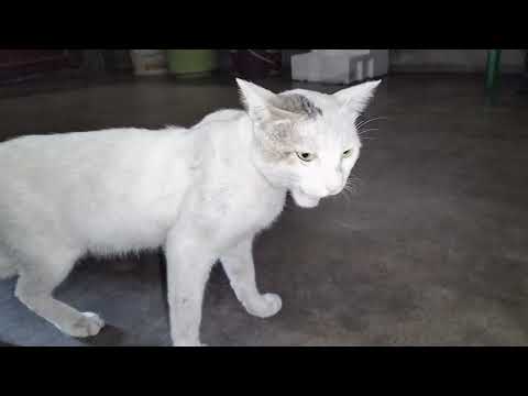 Cats Video 😺😺|| Cute Cats Video 😺😺😺||Funniest Cats 2024 🐈🐈🐈🐈