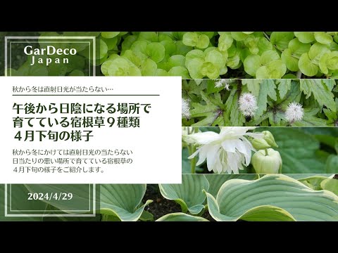 日陰または部分的な日陰に植える低木はどれですか?さらに上位5種！  庭園