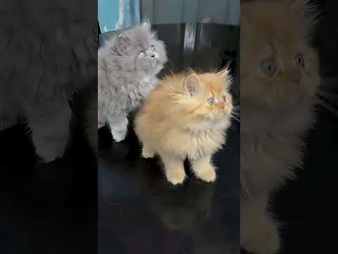 #Satish Persian kitten online
