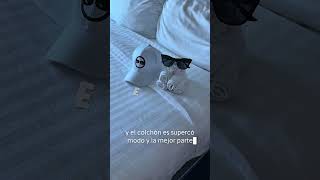 Room tour habitación serenade of the seas crucero Royal caribbean #foodie #crucero #royalcaribbean