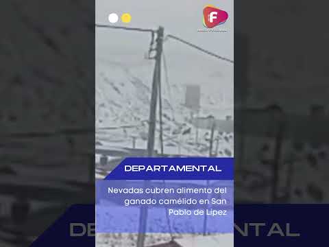 Nevadas cubren alimento del ganado camélido en San Pablo de Lípez